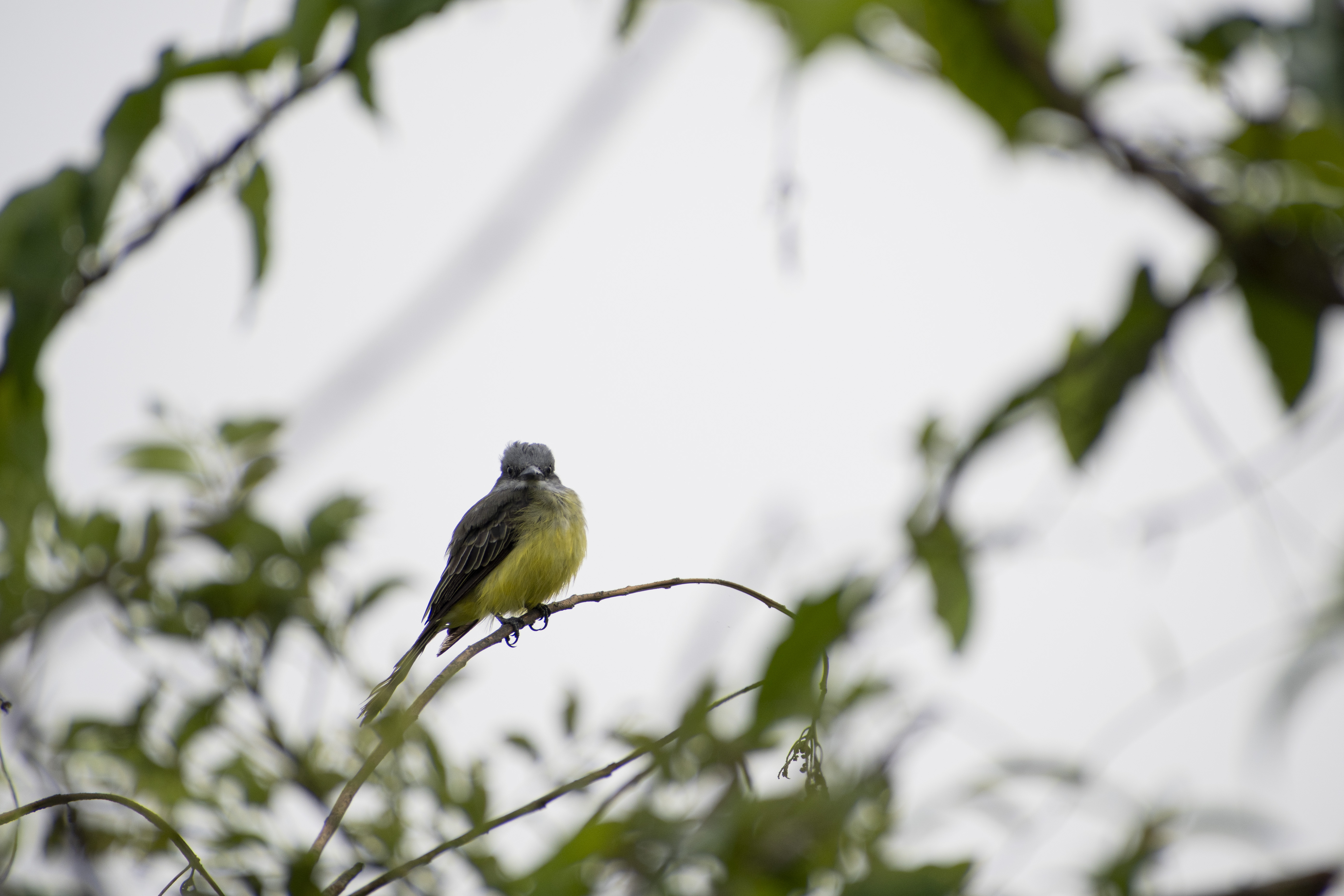 Oil Pastel - Kevin James